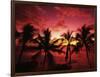 View Palm Trees on Beach, Big Islands, Kona, Hawaii, USA-Stuart Westmorland-Framed Photographic Print