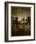 View Palm Trees on Beach, Big Islands, Kona, Hawaii, USA-Stuart Westmorland-Framed Photographic Print