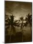 View Palm Trees on Beach, Big Islands, Kona, Hawaii, USA-Stuart Westmorland-Mounted Photographic Print