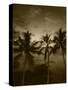 View Palm Trees on Beach, Big Islands, Kona, Hawaii, USA-Stuart Westmorland-Stretched Canvas