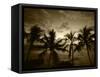 View Palm Trees on Beach, Big Islands, Kona, Hawaii, USA-Stuart Westmorland-Framed Stretched Canvas