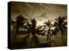 View Palm Trees on Beach, Big Islands, Kona, Hawaii, USA-Stuart Westmorland-Stretched Canvas