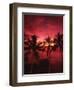 View Palm Trees on Beach, Big Islands, Kona, Hawaii, USA-Stuart Westmorland-Framed Photographic Print