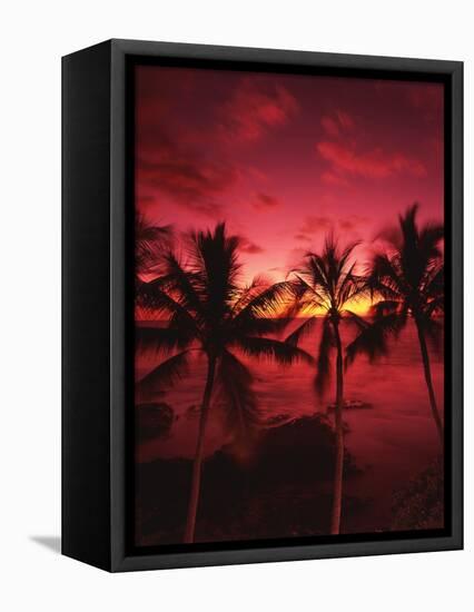 View Palm Trees on Beach, Big Islands, Kona, Hawaii, USA-Stuart Westmorland-Framed Stretched Canvas