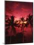 View Palm Trees on Beach, Big Islands, Kona, Hawaii, USA-Stuart Westmorland-Mounted Premium Photographic Print