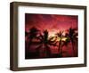 View Palm Trees on Beach, Big Islands, Kona, Hawaii, USA-Stuart Westmorland-Framed Photographic Print