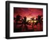 View Palm Trees on Beach, Big Islands, Kona, Hawaii, USA-Stuart Westmorland-Framed Photographic Print