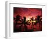 View Palm Trees on Beach, Big Islands, Kona, Hawaii, USA-Stuart Westmorland-Framed Photographic Print