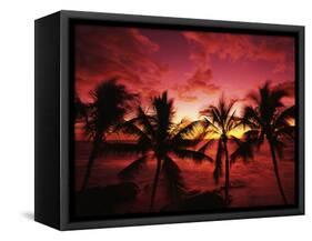 View Palm Trees on Beach, Big Islands, Kona, Hawaii, USA-Stuart Westmorland-Framed Stretched Canvas