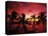 View Palm Trees on Beach, Big Islands, Kona, Hawaii, USA-Stuart Westmorland-Stretched Canvas