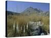 View to Puigmayor, the Highest Peak on the Island, Majorca (Mallorca), Balearic Islands, Spain-Ruth Tomlinson-Stretched Canvas