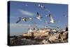 View to the Ramparts and Medina with Seagulls-Stuart Black-Stretched Canvas