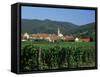 View to Village from Vineyards, Riquewihr, Haut-Rhin, Alsace, France-Ruth Tomlinson-Framed Stretched Canvas