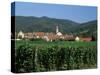 View to Village from Vineyards, Riquewihr, Haut-Rhin, Alsace, France-Ruth Tomlinson-Stretched Canvas