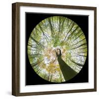 View Up Towards Autumnal Beech (Fagus Sylvatica) Woodland Canopy, Taken with a Fisheye Lens-Alex Hyde-Framed Photographic Print