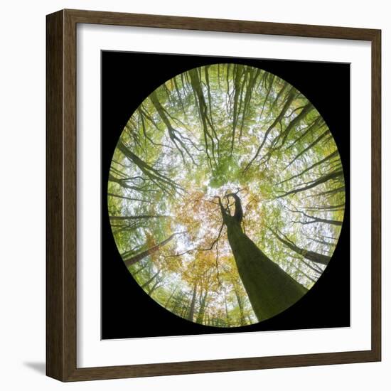 View Up Towards Autumnal Beech (Fagus Sylvatica) Woodland Canopy, Taken with a Fisheye Lens-Alex Hyde-Framed Photographic Print