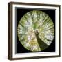 View Up Towards Autumnal Beech (Fagus Sylvatica) Woodland Canopy, Taken with a Fisheye Lens-Alex Hyde-Framed Photographic Print