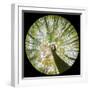 View Up Towards Autumnal Beech (Fagus Sylvatica) Woodland Canopy, Taken with a Fisheye Lens-Alex Hyde-Framed Photographic Print