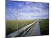 Viewing Walkway, Everglades National Park, Florida, United States of America, North America-Nigel Francis-Mounted Photographic Print