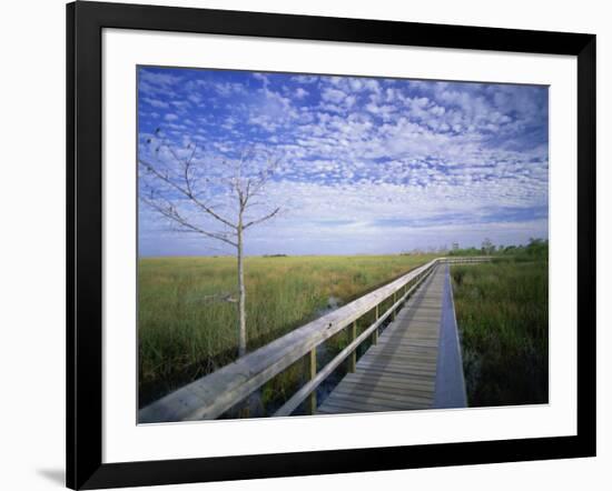 Viewing Walkway, Everglades National Park, Florida, United States of America, North America-Nigel Francis-Framed Photographic Print