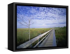 Viewing Walkway, Everglades National Park, Florida, United States of America, North America-Nigel Francis-Framed Stretched Canvas