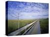 Viewing Walkway, Everglades National Park, Florida, United States of America, North America-Nigel Francis-Stretched Canvas