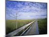 Viewing Walkway, Everglades National Park, Florida, United States of America, North America-Nigel Francis-Mounted Photographic Print