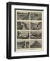 Views in Minnesota, Usa-William Henry James Boot-Framed Premium Giclee Print