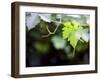 Views of Andalusia, Spain-Felipe Rodriguez-Framed Photographic Print