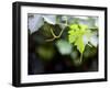 Views of Andalusia, Spain-Felipe Rodriguez-Framed Photographic Print