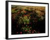 Views of Andalusia, Spain-Felipe Rodriguez-Framed Photographic Print