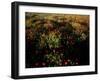 Views of Andalusia, Spain-Felipe Rodriguez-Framed Photographic Print