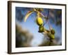 Views of Andalusia, Spain-Felipe Rodriguez-Framed Photographic Print