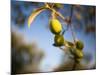 Views of Andalusia, Spain-Felipe Rodriguez-Mounted Photographic Print