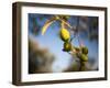 Views of Andalusia, Spain-Felipe Rodriguez-Framed Photographic Print