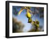 Views of Andalusia, Spain-Felipe Rodriguez-Framed Photographic Print