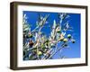 Views of Andalusia, Spain-Felipe Rodriguez-Framed Photographic Print