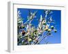 Views of Andalusia, Spain-Felipe Rodriguez-Framed Photographic Print