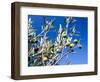 Views of Andalusia, Spain-Felipe Rodriguez-Framed Photographic Print