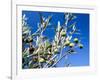 Views of Andalusia, Spain-Felipe Rodriguez-Framed Photographic Print