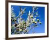 Views of Andalusia, Spain-Felipe Rodriguez-Framed Photographic Print