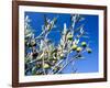 Views of Andalusia, Spain-Felipe Rodriguez-Framed Photographic Print