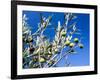 Views of Andalusia, Spain-Felipe Rodriguez-Framed Photographic Print