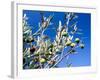 Views of Andalusia, Spain-Felipe Rodriguez-Framed Photographic Print