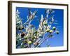 Views of Andalusia, Spain-Felipe Rodriguez-Framed Photographic Print