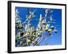 Views of Andalusia, Spain-Felipe Rodriguez-Framed Photographic Print