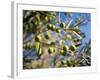 Views of Andalusia, Spain-Felipe Rodriguez-Framed Photographic Print