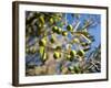 Views of Andalusia, Spain-Felipe Rodriguez-Framed Photographic Print