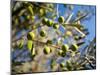 Views of Andalusia, Spain-Felipe Rodriguez-Mounted Photographic Print