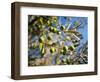 Views of Andalusia, Spain-Felipe Rodriguez-Framed Photographic Print